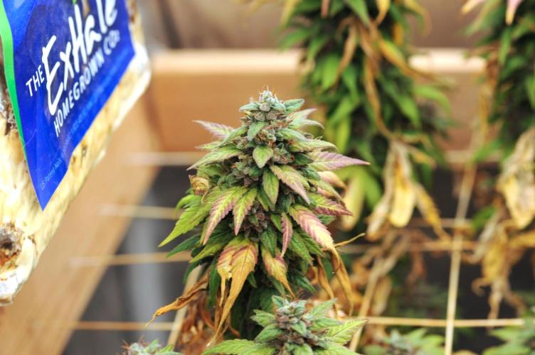 OSS - Trop Cherry. Week 22