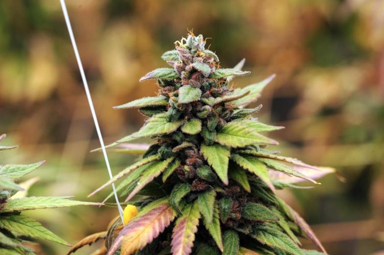 OSS - Trop Cherry. Week 22