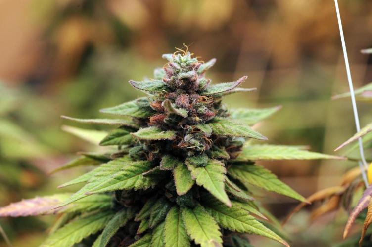 OSS - Trop Cherry. Week 22