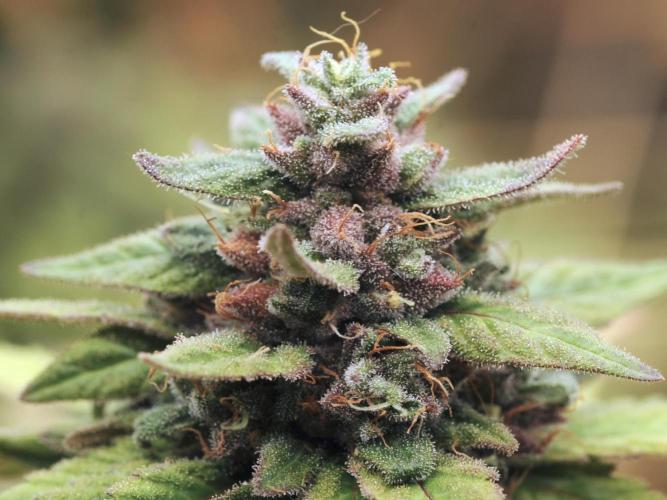 OSS - Trop Cherry. Week 22