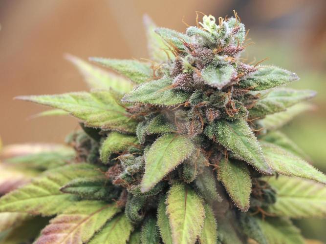 OSS - Trop Cherry. Week 22