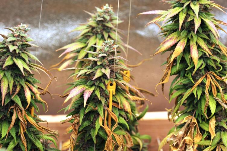 OSS - Trop Cherry. Week 22