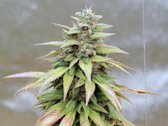 OSS - Trop Cherry. Week 22