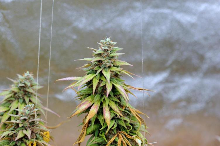 OSS - Trop Cherry. Week 22