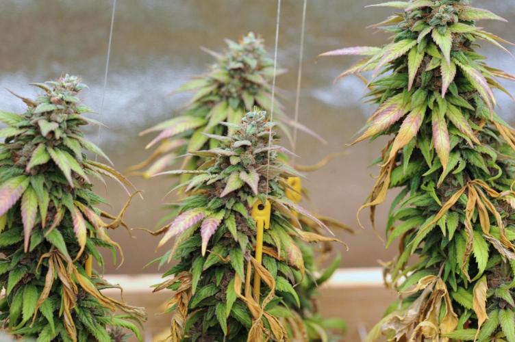 OSS - Trop Cherry. Week 22