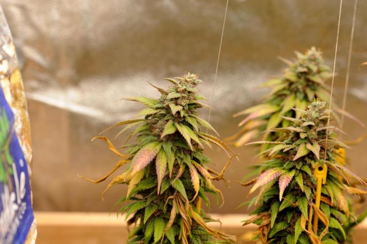 OSS - Trop Cherry. Week 22