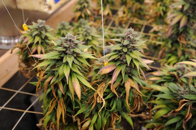 OSS - Trop Cherry. Week 22