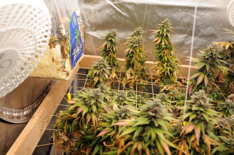 OSS - Trop Cherry. Week 22