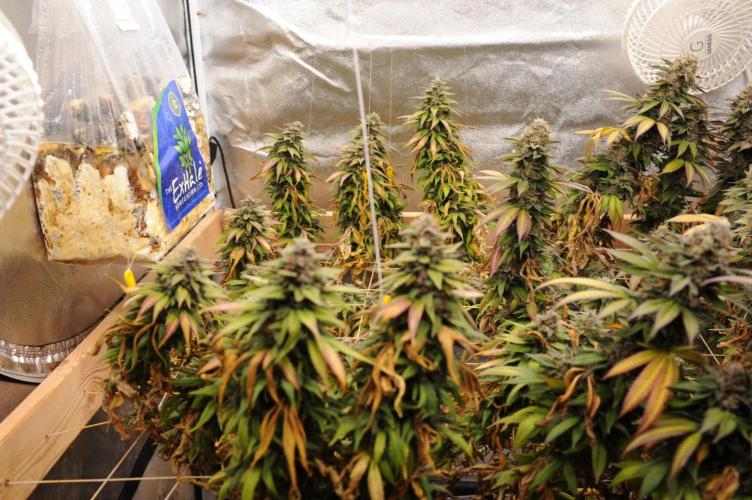 OSS - Trop Cherry. Week 22