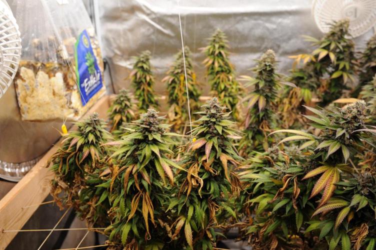 OSS - Trop Cherry. Week 22