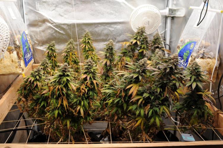 OSS - Trop Cherry. Week 22