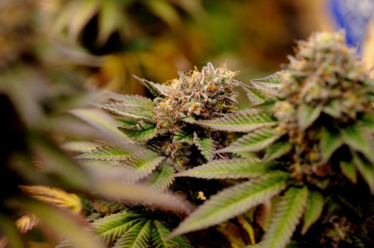 OSS - Blue Zushi. Week 22