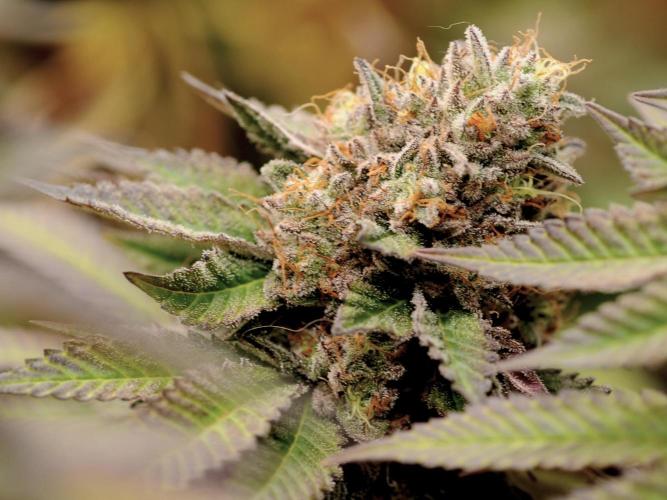 OSS - Blue Zushi. Week 22