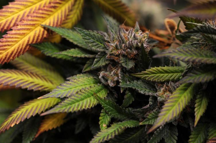 OSS - Blue Zushi. Week 22