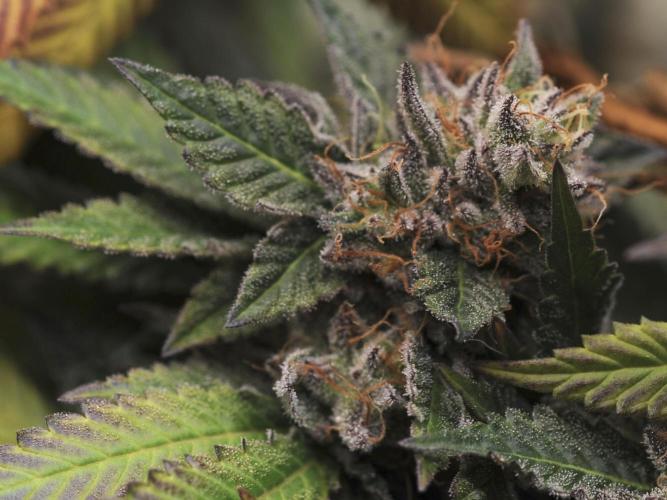 OSS - Blue Zushi. Week 22