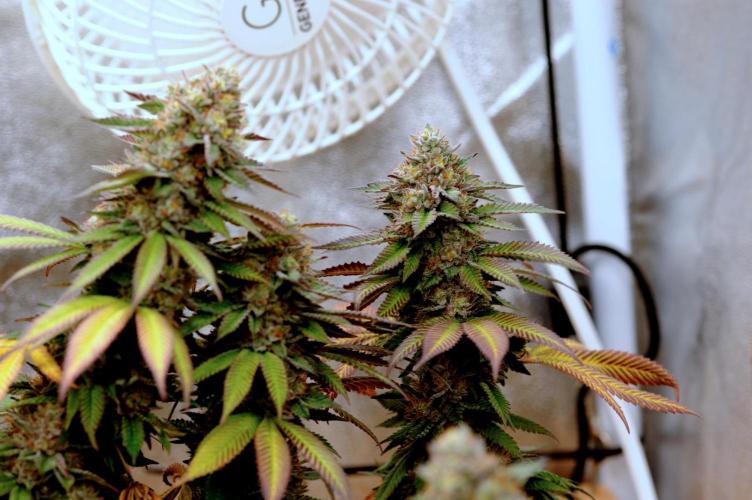 OSS - Blue Zushi. Week 22