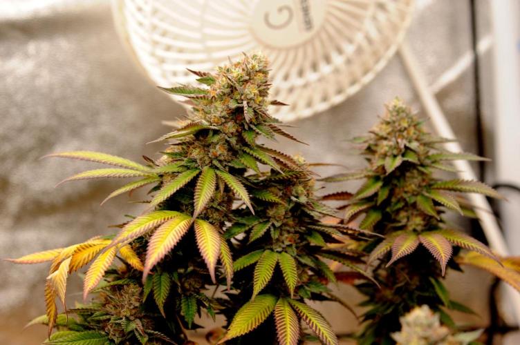 OSS - Blue Zushi. Week 22