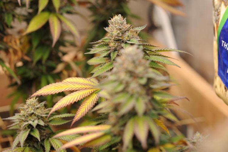 OSS - Blue Zushi. Week 22