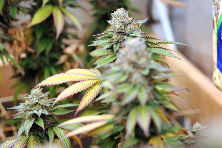 OSS - Blue Zushi. Week 22