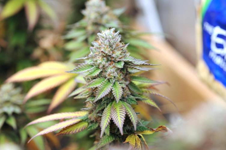 OSS - Blue Zushi. Week 22