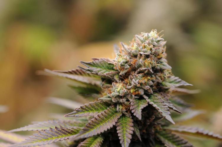 OSS - Blue Zushi. Week 22