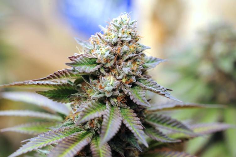 OSS - Blue Zushi. Week 22