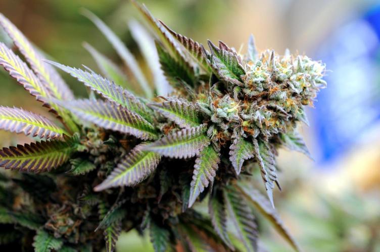 OSS - Blue Zushi. Week 22