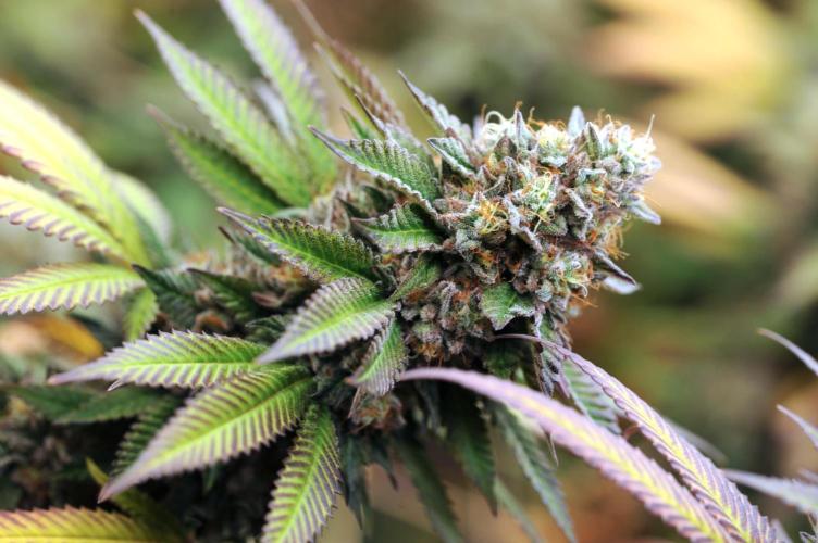 OSS - Blue Zushi. Week 22