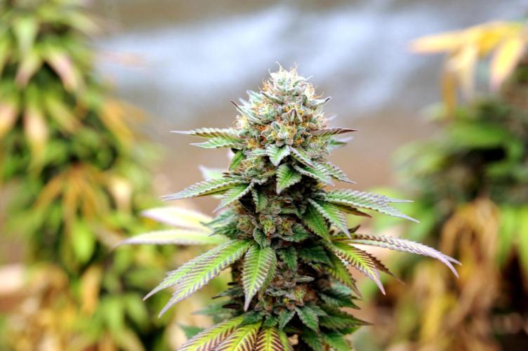 OSS - Blue Zushi. Week 22