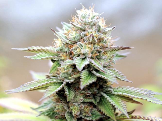 OSS - Blue Zushi. Week 22