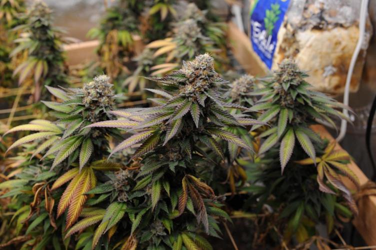 OSS - Blue Zushi. Week 22