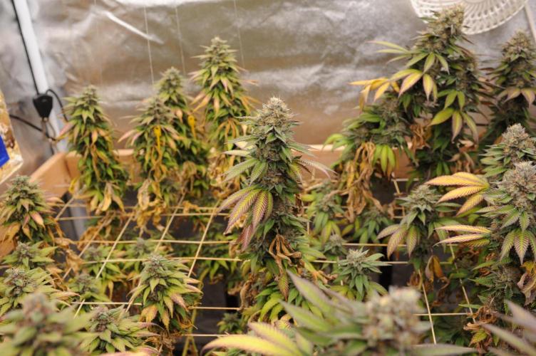 OSS - Blue Zushi. Week 22