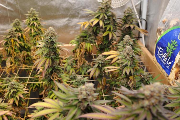 OSS - Blue Zushi. Week 22