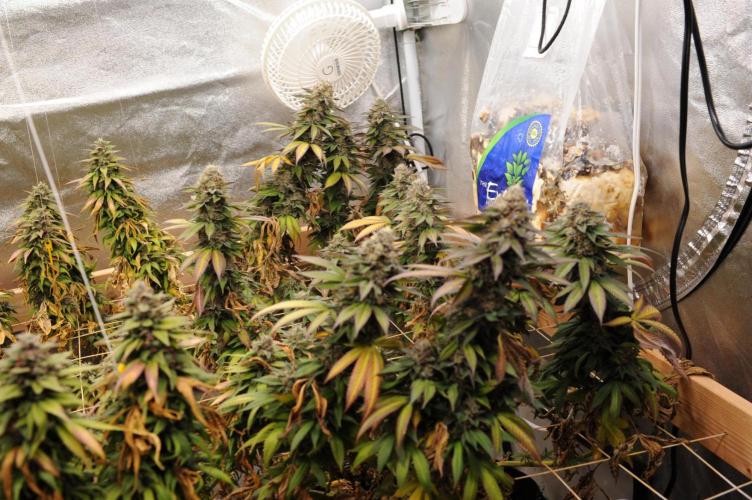 OSS - Blue Zushi. Week 22