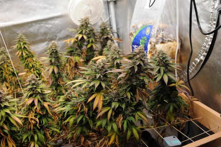 OSS - Blue Zushi. Week 22