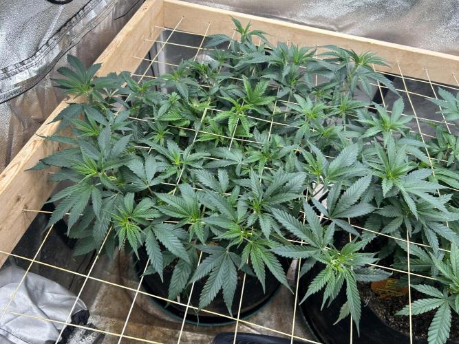 OSS - Do-Si-Dos OG. Week 14