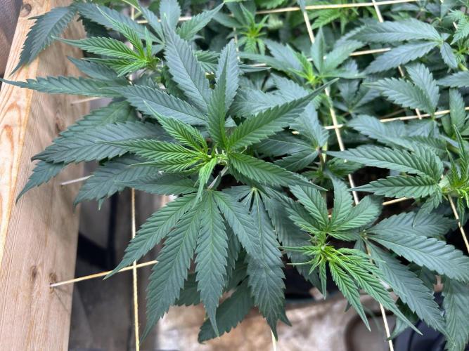 OSS - Do-Si-Dos OG. Week 14