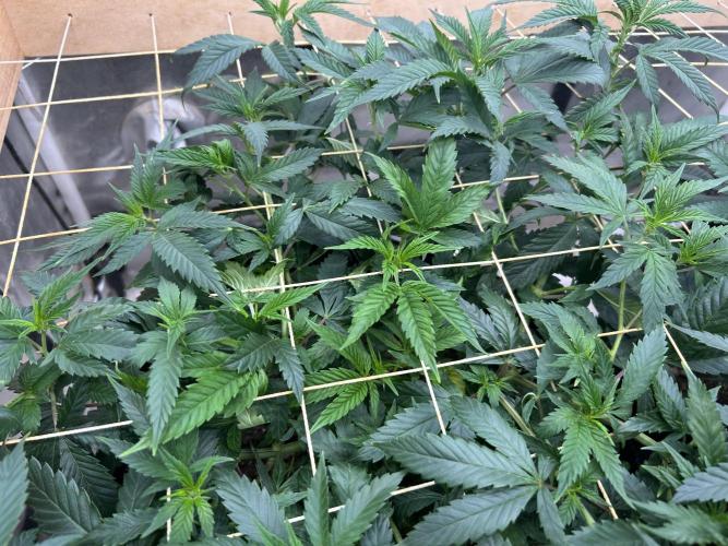 OSS - Do-Si-Dos OG. Week 14