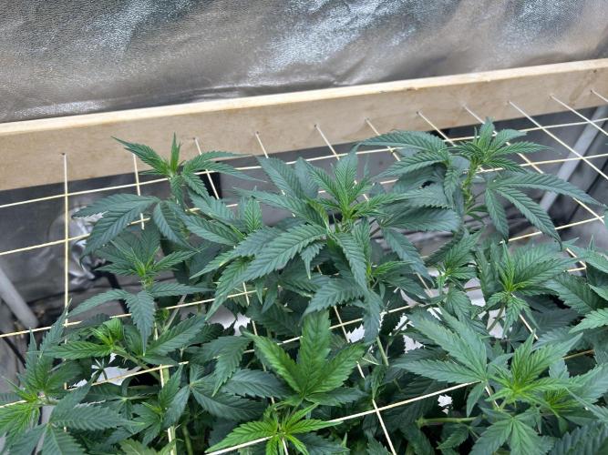 OSS - Do-Si-Dos OG. Week 14