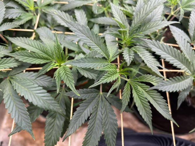 OSS - Do-Si-Dos OG. Week 14