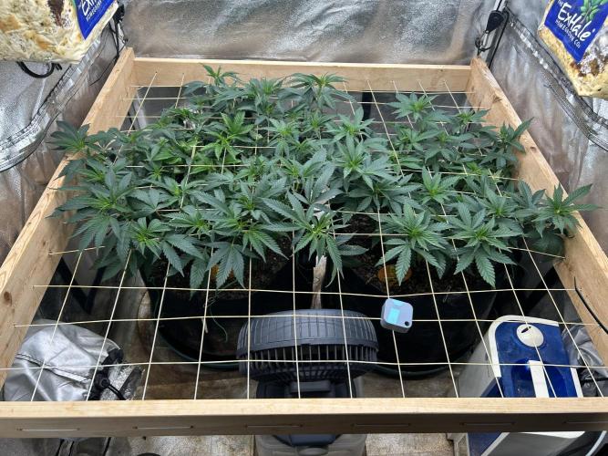 OSS - Sherbet Moonrocks. Week 14 - 12/6/25