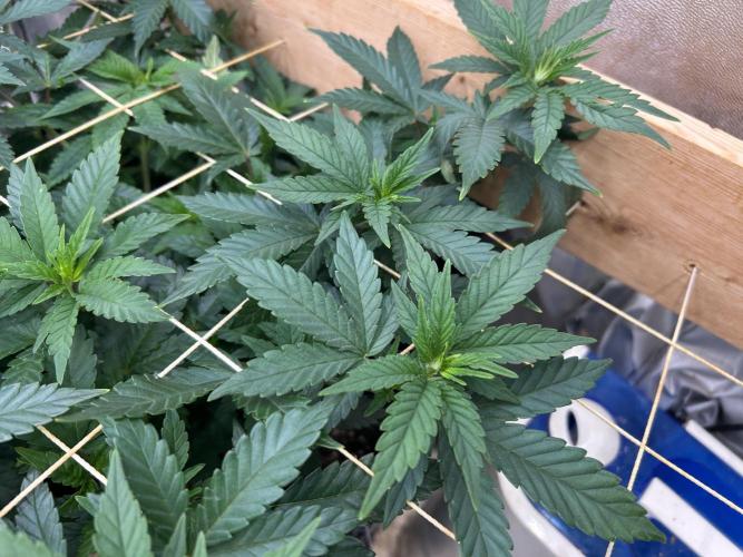 OSS - Sherbet Moonrocks. Week 14