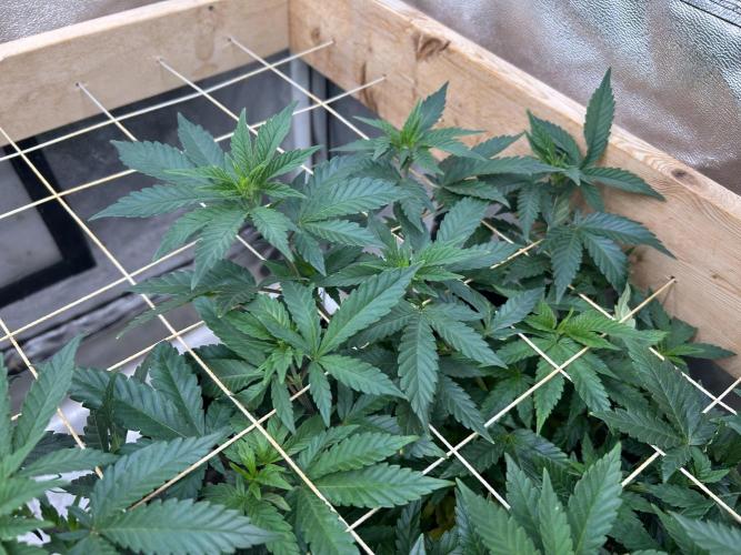 OSS - Sherbet Moonrocks. Week 14