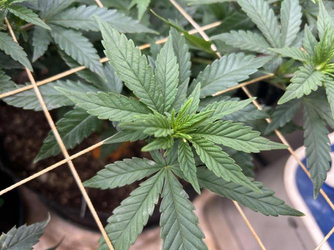 OSS - Sherbet Moonrocks. Week 14