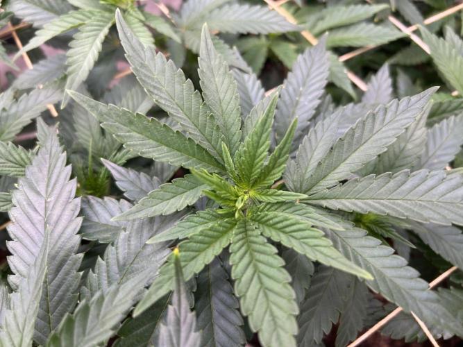 OSS - Sherbet Moonrocks. Week 14