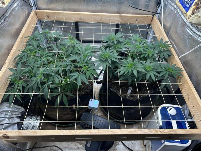 Kannabia - Pink Gelato. Week 14 - 12/6/25