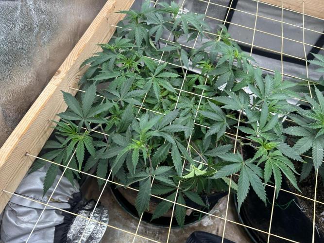 Kannabia - Pink Gelato. Week 14