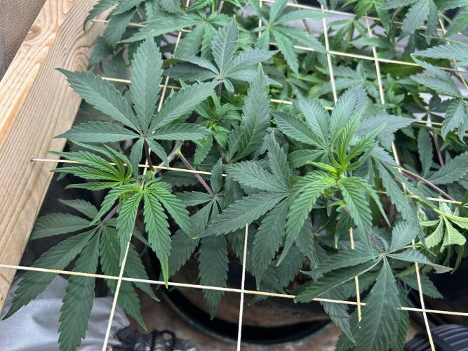 Kannabia - Pink Gelato. Week 14