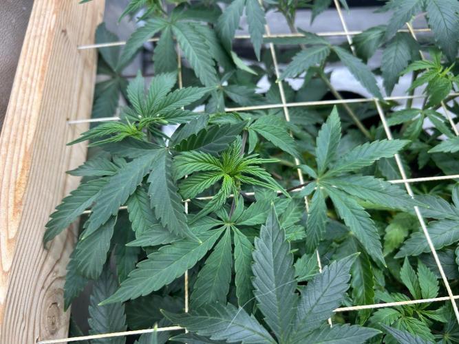 Kannabia - Pink Gelato. Week 14