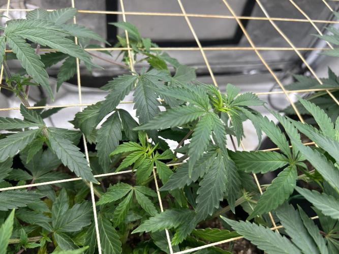 Kannabia - Pink Gelato. Week 14